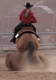 Performance Horse Sport Horse